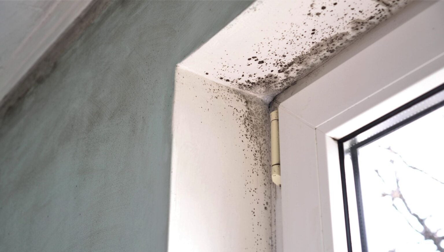 Get rid of Mould around your windows with the right inside Window Cleaning