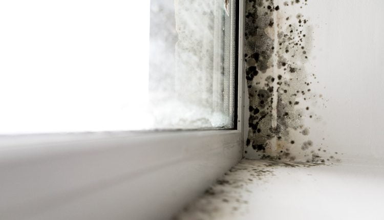 Dirty Gutters foster mould growing inside your home.